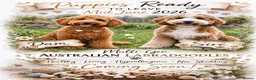 Australian Labradoodle dogs for sale: ⭐ 1 Pup Left Australian Labradoodle – Ready Now ⭐ - Advert 1