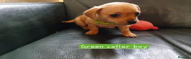 Chiweenie 3