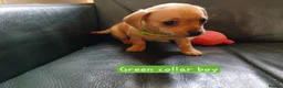 Chiweenie dogs for sale: Minature Daschund and Chihuahua Mix - Advert 9