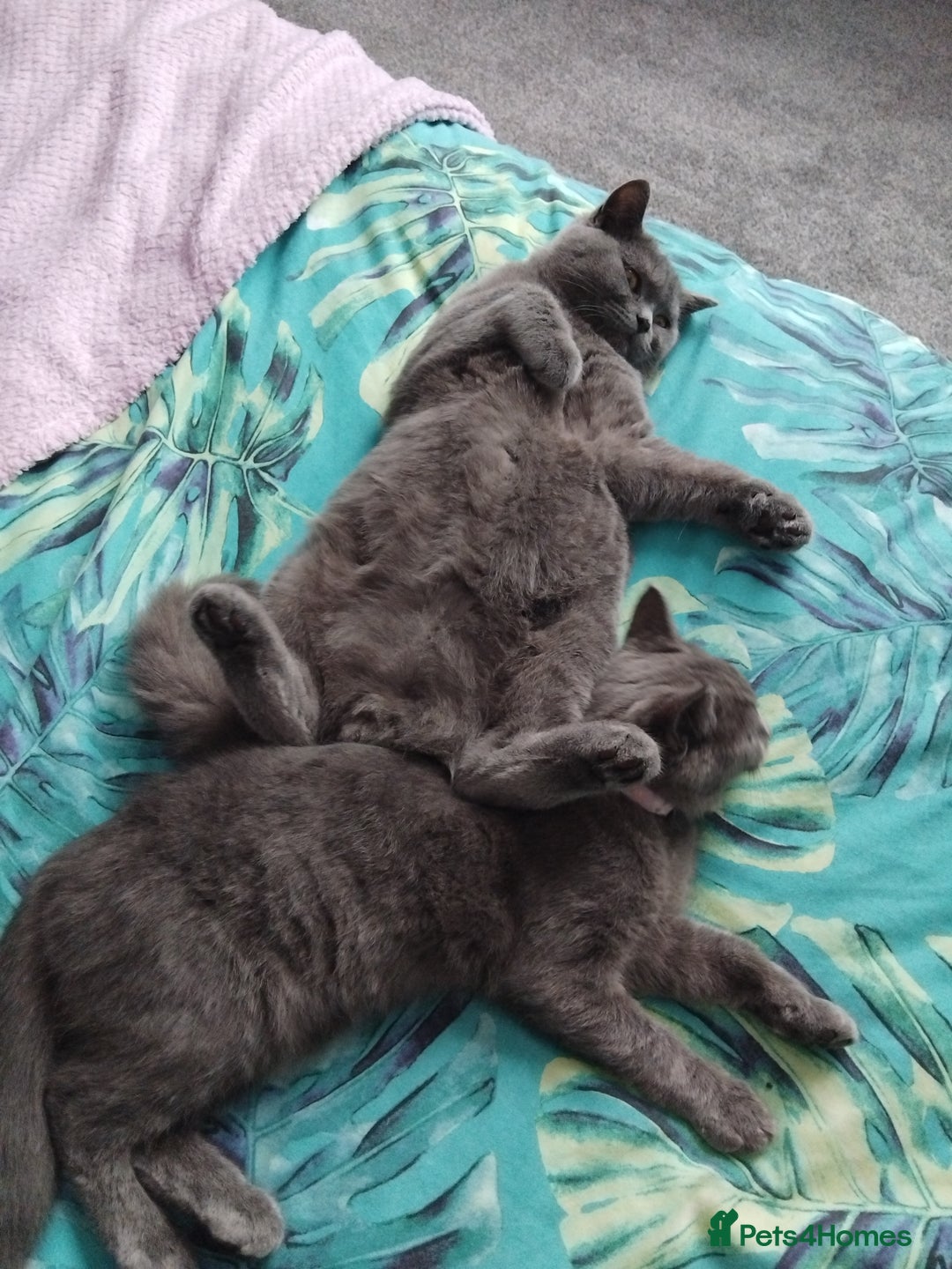 British Shorthair cats for stud: British Shorthair Stud  - Advert 6