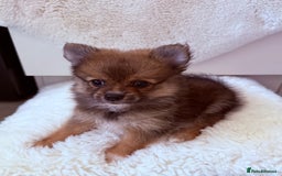 Pomeranian dogs for sale: Pomeranian girls for sale  - Image 11