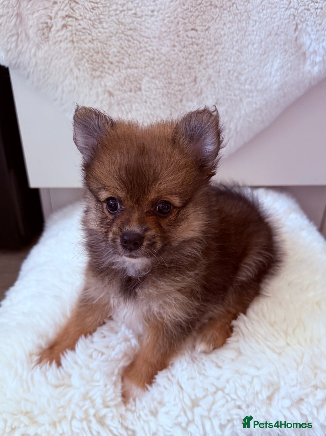 Pomeranian dogs for sale: Pomeranian girls for sale  - Image 11