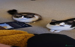 Mixed Breed cats for sale: Hella and Loki - Image 1