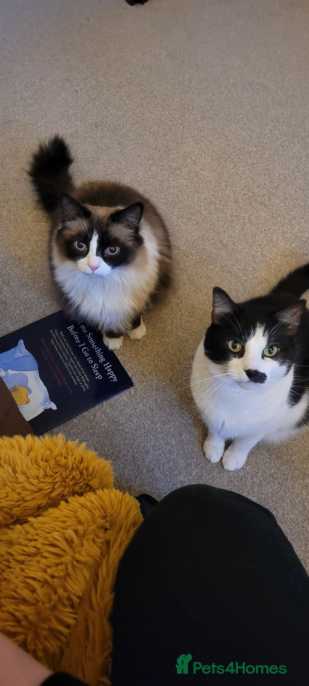 Mixed Breed cats for sale: Hella and Loki - Image 1