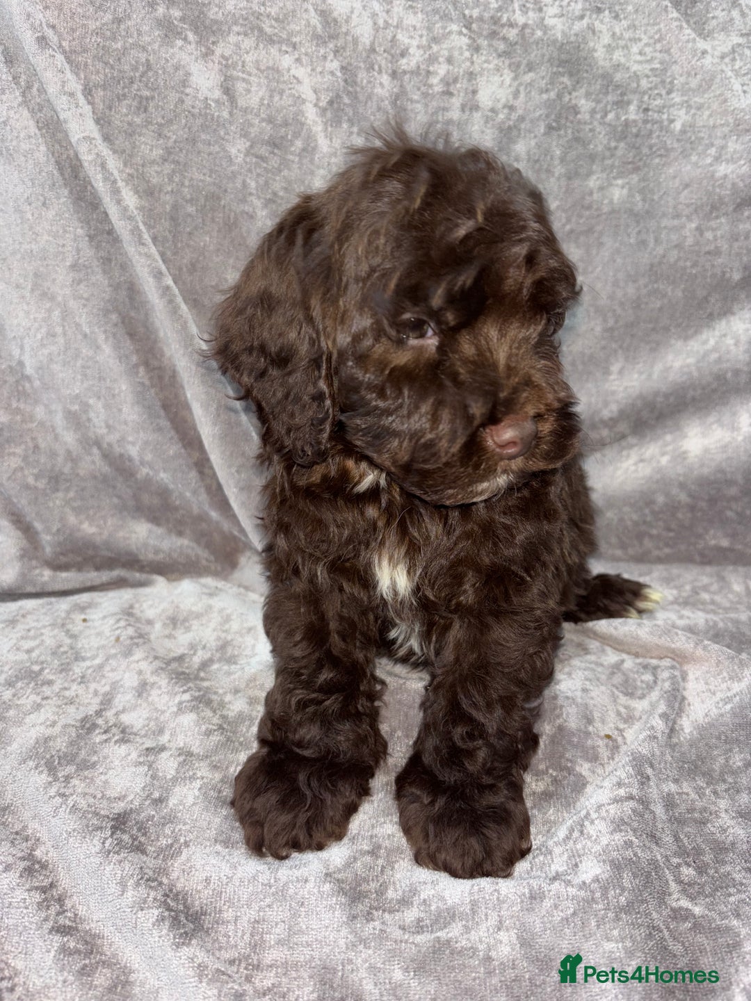 Cockapoo dogs for sale: Gorgeous Cockapoo Puppies  - Advert 18