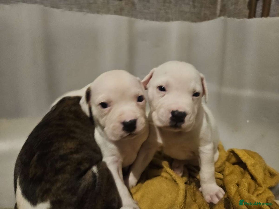 Mixed Breed dogs for sale: American bulldog x Staffy pups  - Image 7