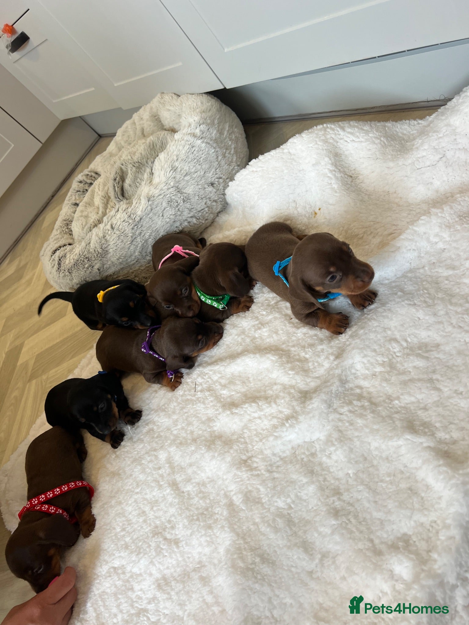 Miniature Dachshund dogs Beautiful Mini Dachshund Puppies 🐶🐾 - Advert 2