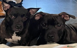 Staffordshire Bull Terrier dogs for stud: Dodger for stud! - Image 4