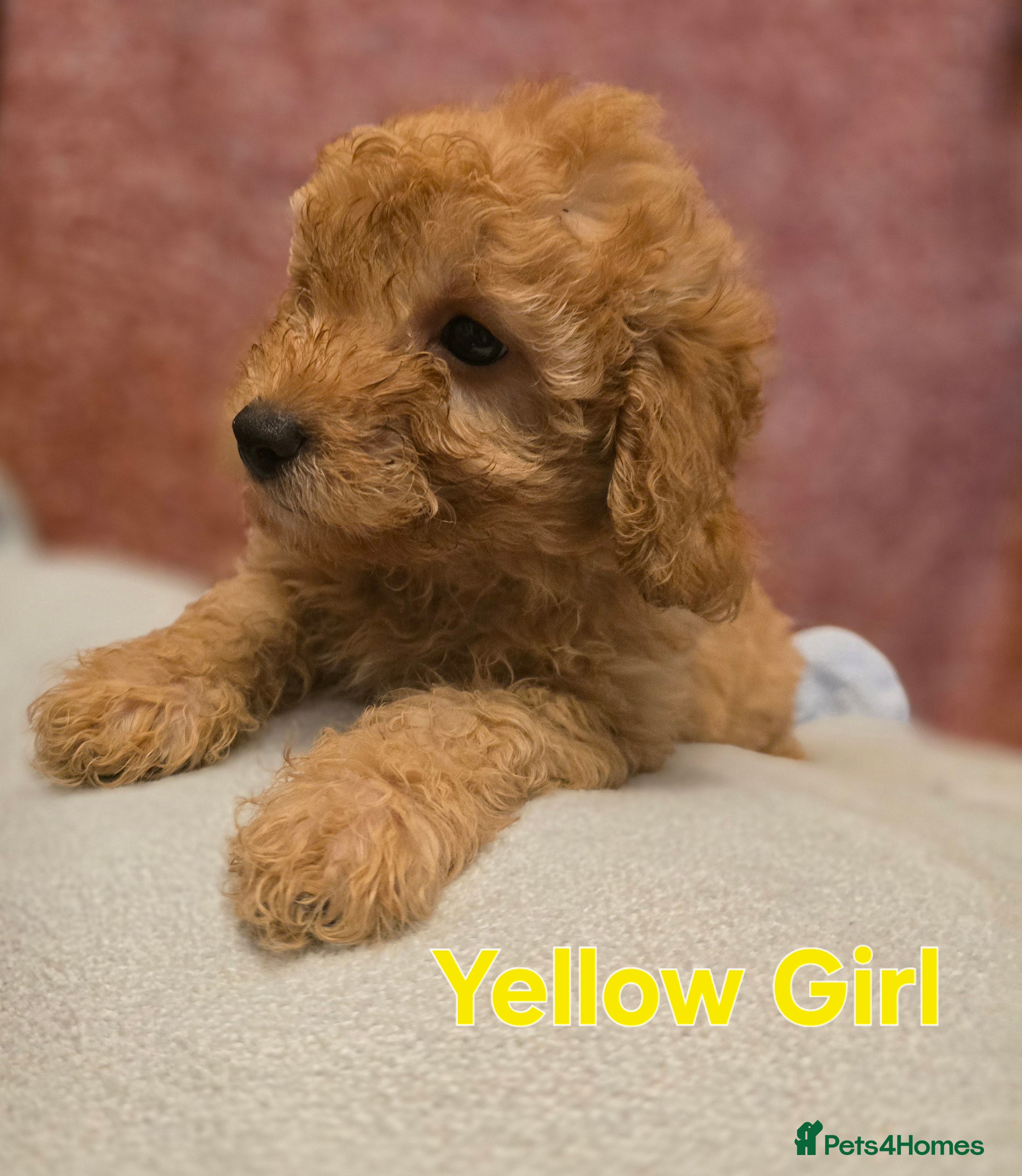 Maltipoo dogs 🐶3 gorgeous maltipoo pups, ready to leave🐶 - Advert 12