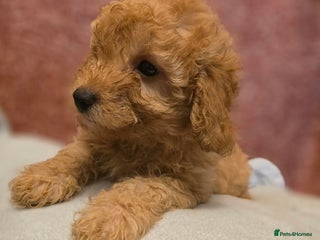 Maltipoo dogs 🐶3 gorgeous maltipoo pups, ready to leave🐶 - Advert 3