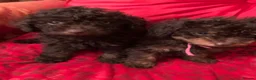 Toy Poodle dogs for sale: Adorable Toy Poodle Girl - Advert 9