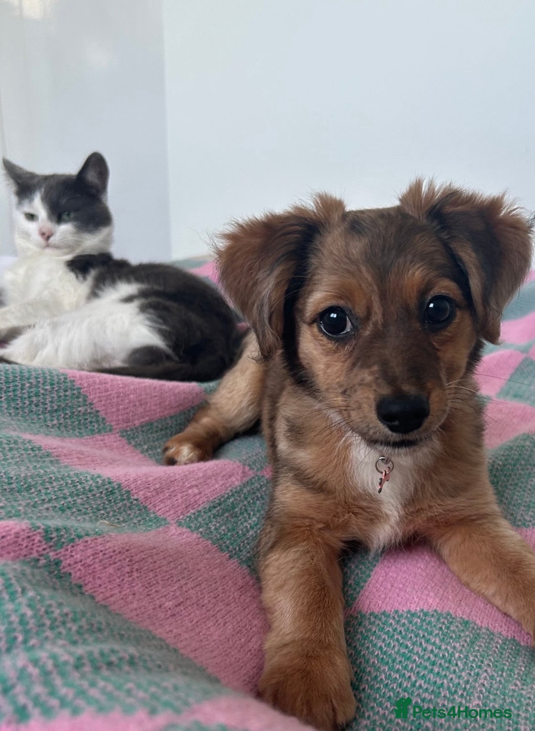 Chiweenie dogs for sale: Mabel - chiweenie. - Image 2