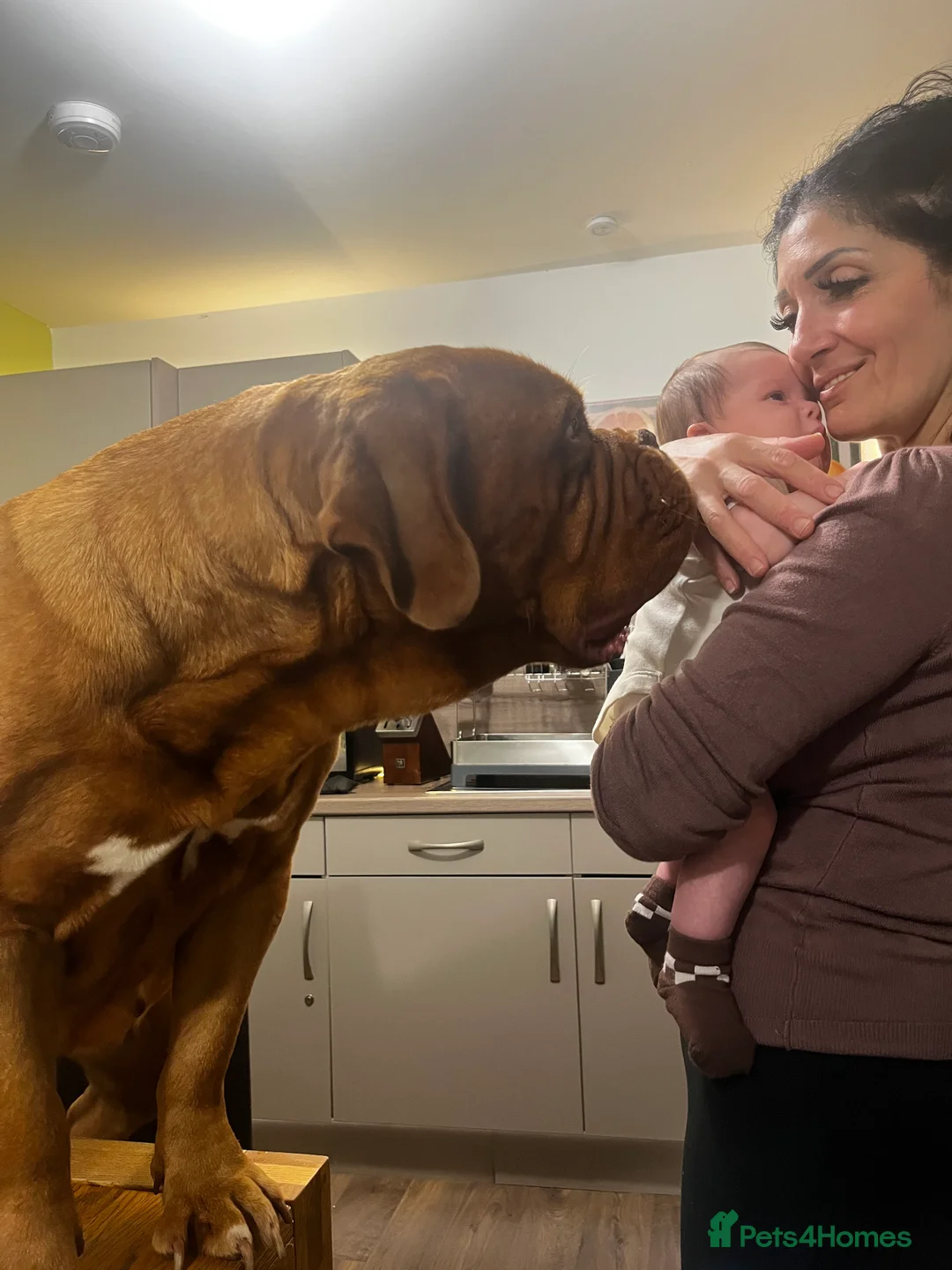 Dogue De Bordeaux dogs for sale: Female dogue de bourdeax - Advert 2