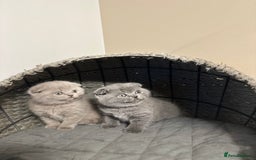 Scottish Fold cats for sale: Gorgeous Scottish kittens available  - Image 8