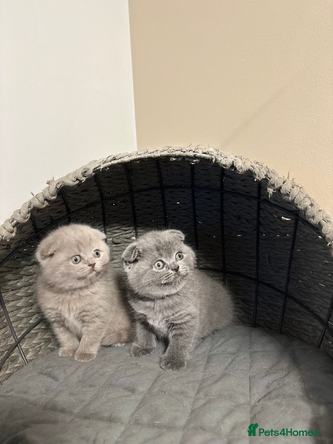 Scottish Fold cats for sale: Gorgeous Scottish kittens available  - Image 8