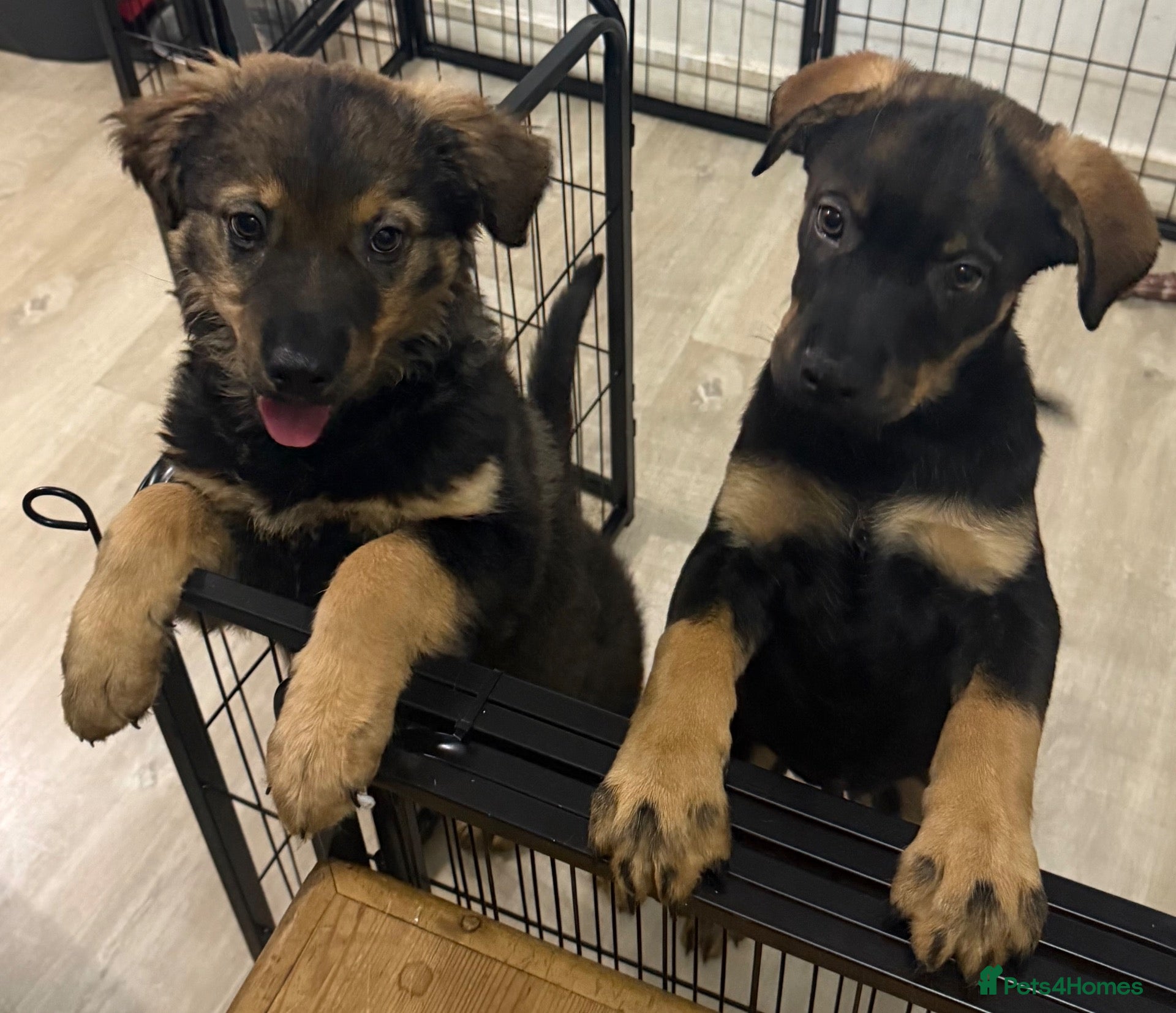 Mixed Breed dogs German Shepherd husky mix Rottweiler - Advert 18