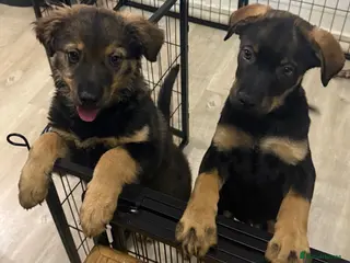 Mixed Breed dogs German Shepherd husky mix Rottweiler - Advert 18
