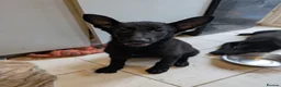 German Shepherd dogs for sale: Beautiful black German shepherd puppy  - Advert 2