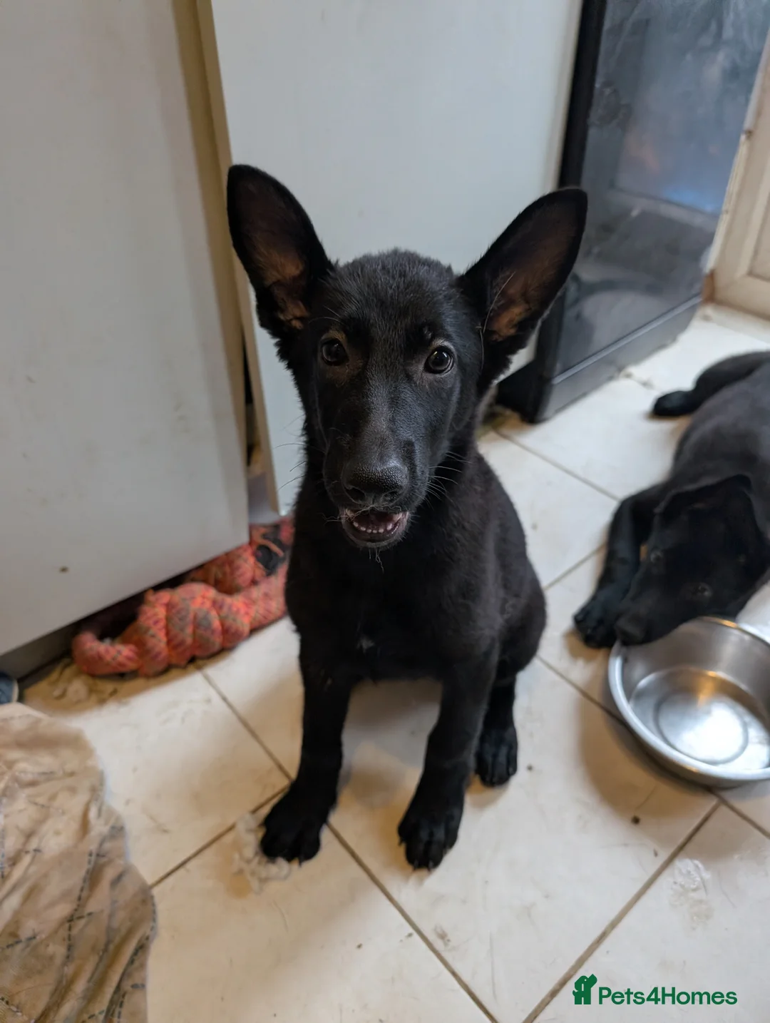 German Shepherd dogs for sale: Beautiful black German shepherd puppy  - Advert 2