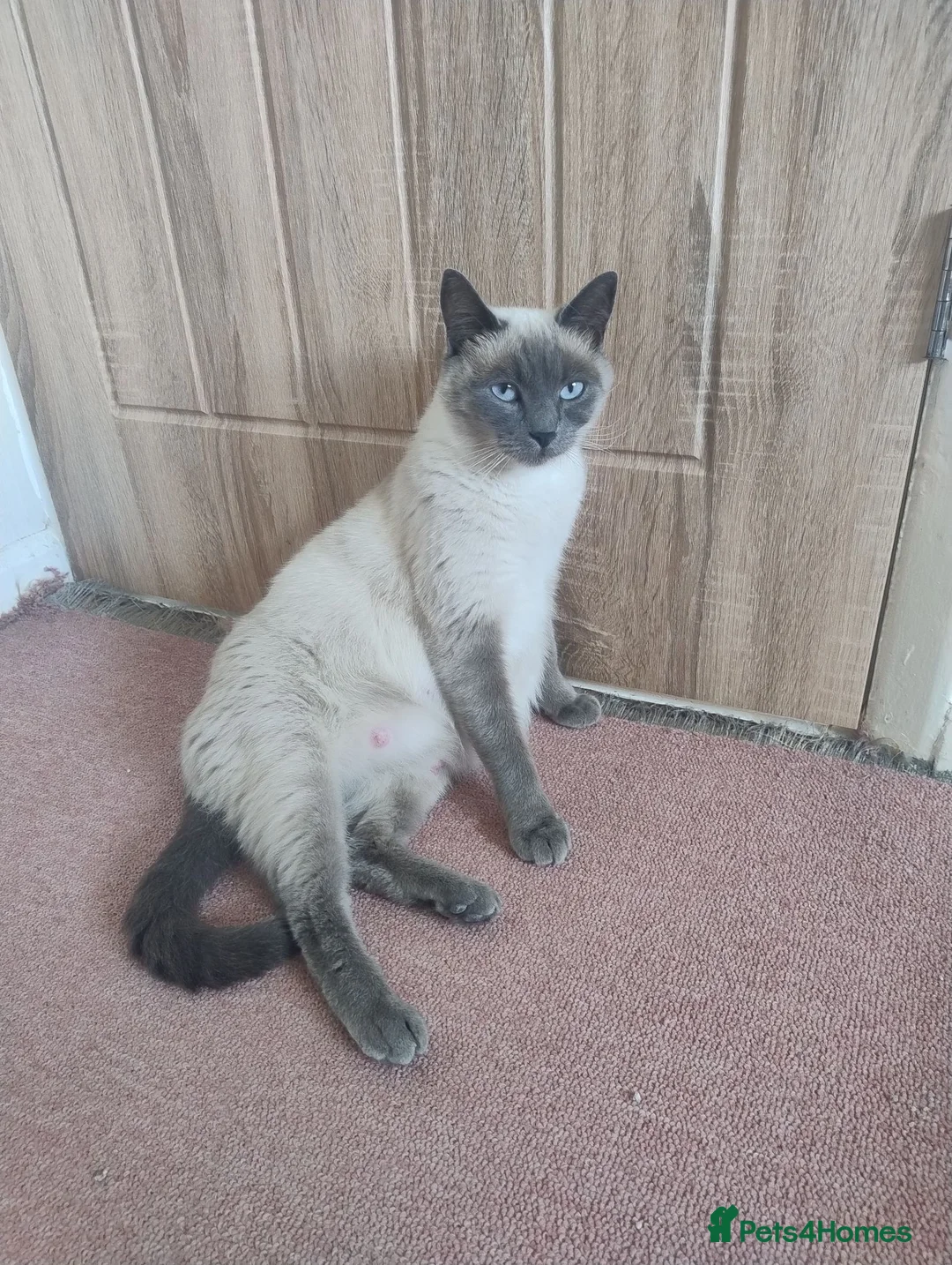 Mixed Breed cats for sale: Last little black male kitten with tabby markings  - Advert 2