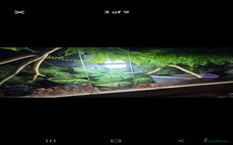 Python Snake reptiles for sale: Ball python - Image 7