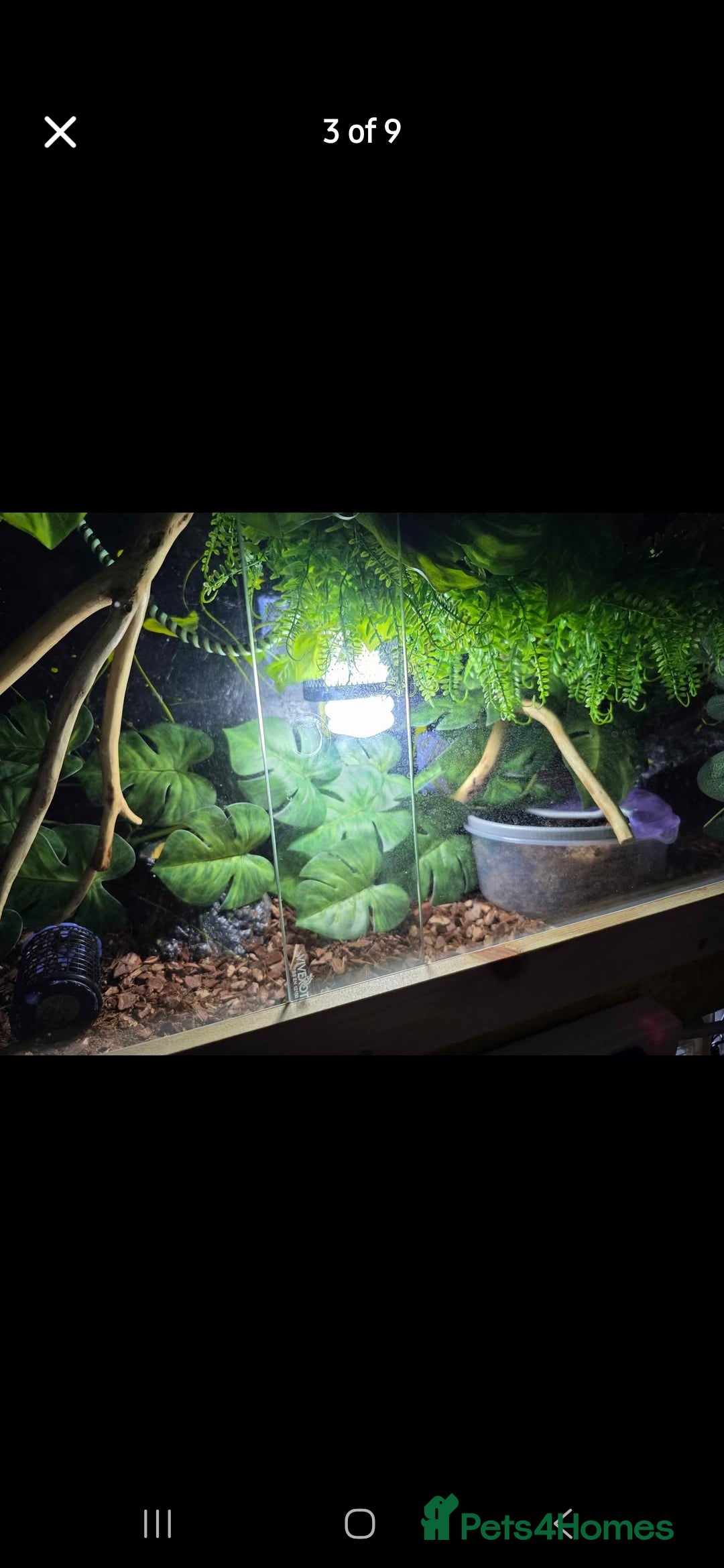 Python Snake reptiles for sale: Ball python - Image 7