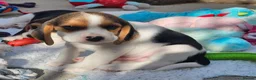 Beagle dogs for sale: Stunning Litter of KC Registered Beagle Pups  in Thirsk - Advert 12