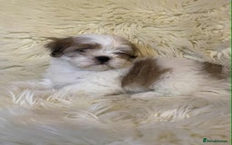 Shih Tzu dogs for sale: Five Adorable Puppies Looking for Loving Families - Image 16