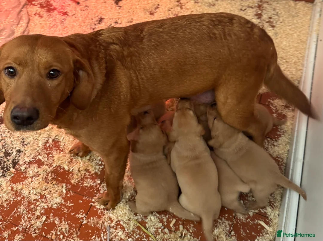 Labrador Retriever dogs for sale: Fox red Labradors pups - Advert 28