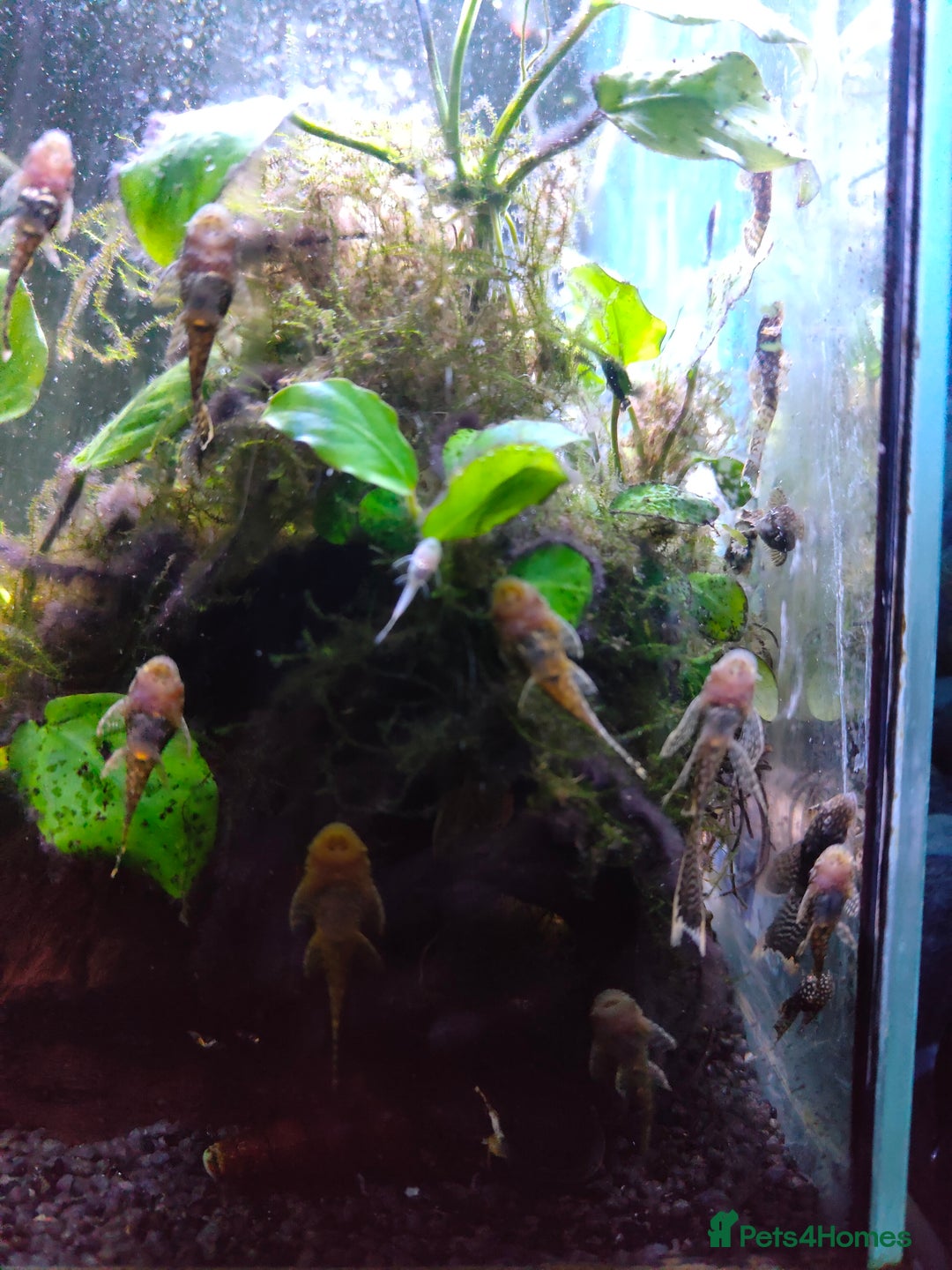 Plecos fish for sale: Longfin and shortfin brown bristlenose plecs  - Image 3