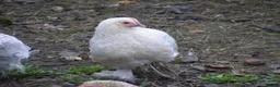 Hens poultry for sale: Bantam Hens -  Faverolles Pekins Sablepoot Sikies - Advert 6