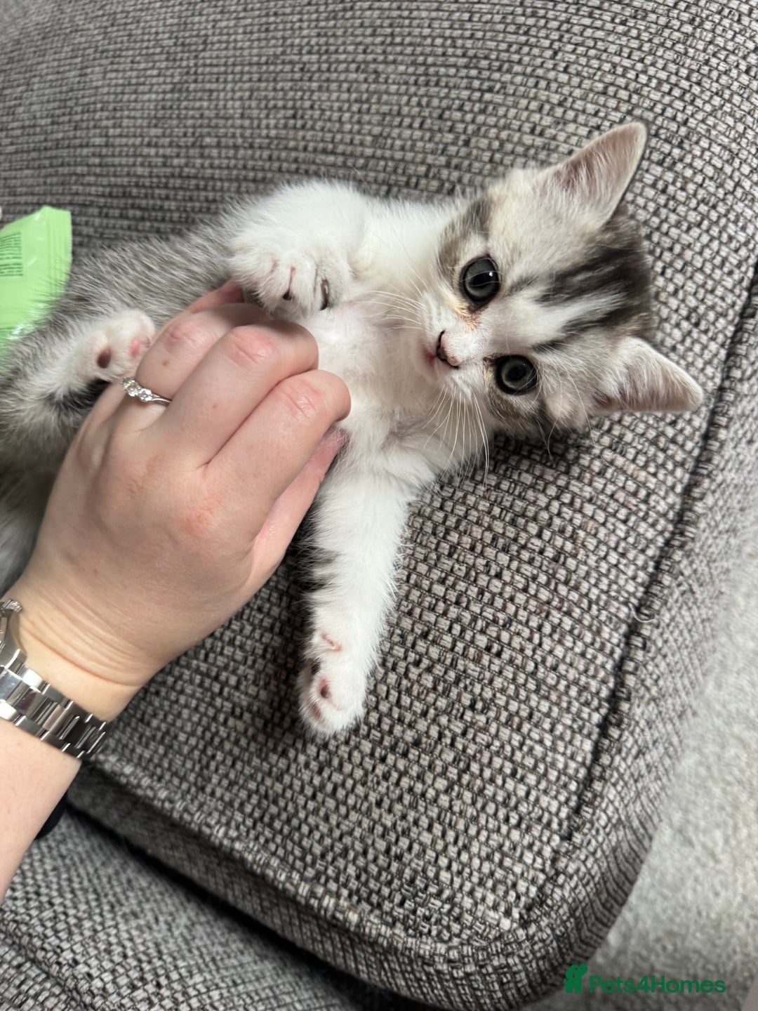 Scottish Fold cats for sale: Scottish Fold Kittens For Sale - Image 4
