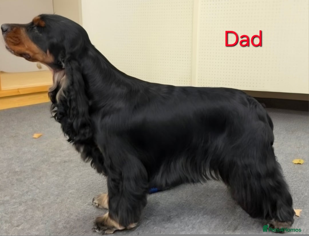 Cocker Spaniel dogs for sale: Kc, show cocker, dna, hips and eye tested parents  - Image 12