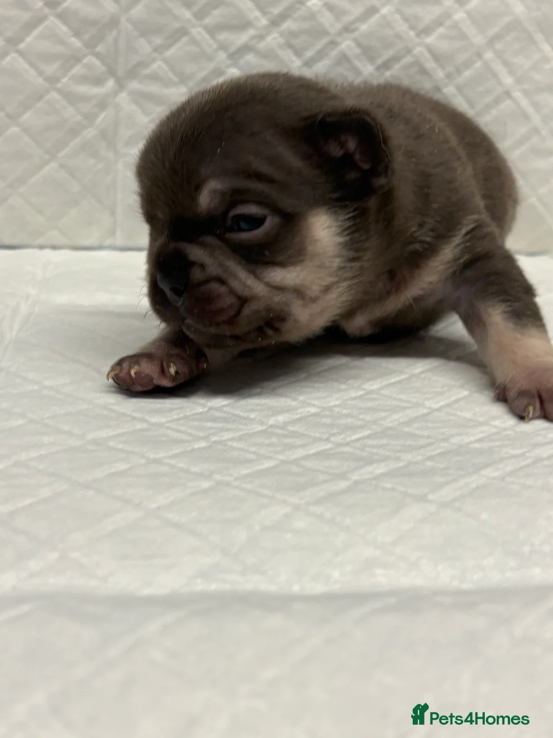 French Bulldog dogs for sale: French bulldog pups for sale  - Advert 2