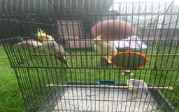 Cockatiels birds for sale: 2 Cockatiels & 2 Budgies with Cage in Preston - Image 1