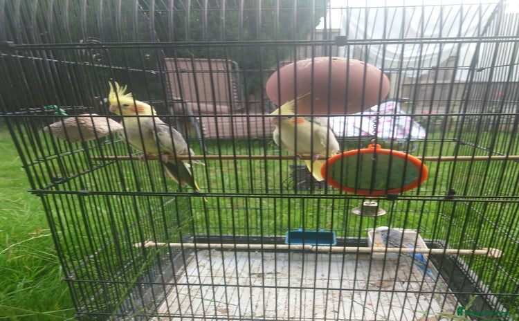 Cockatiels birds in Preston - Advert 1