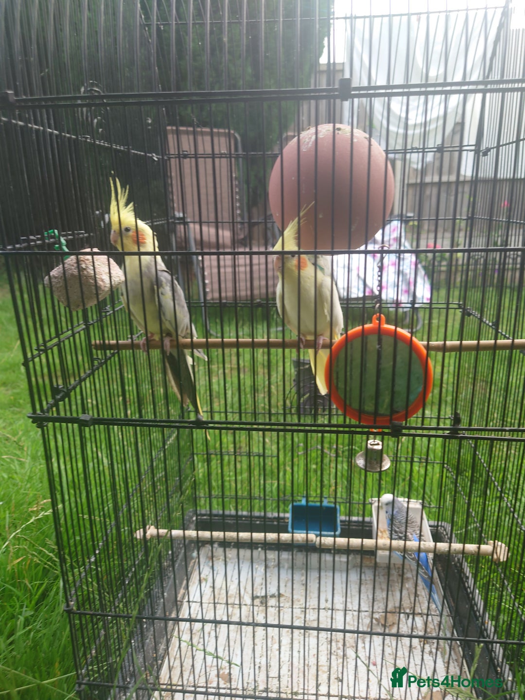 Cockatiels birds for sale: 2 Cockatiels & 2 Budgies with Cage in Preston - Image 1