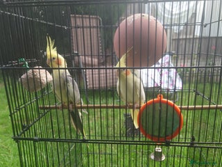 Cockatiels birds in Preston - Advert 25