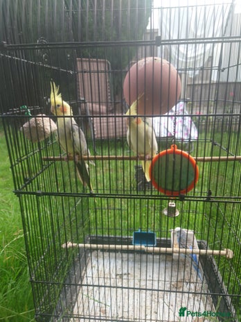 Cockatiels birds in Preston - Advert 8