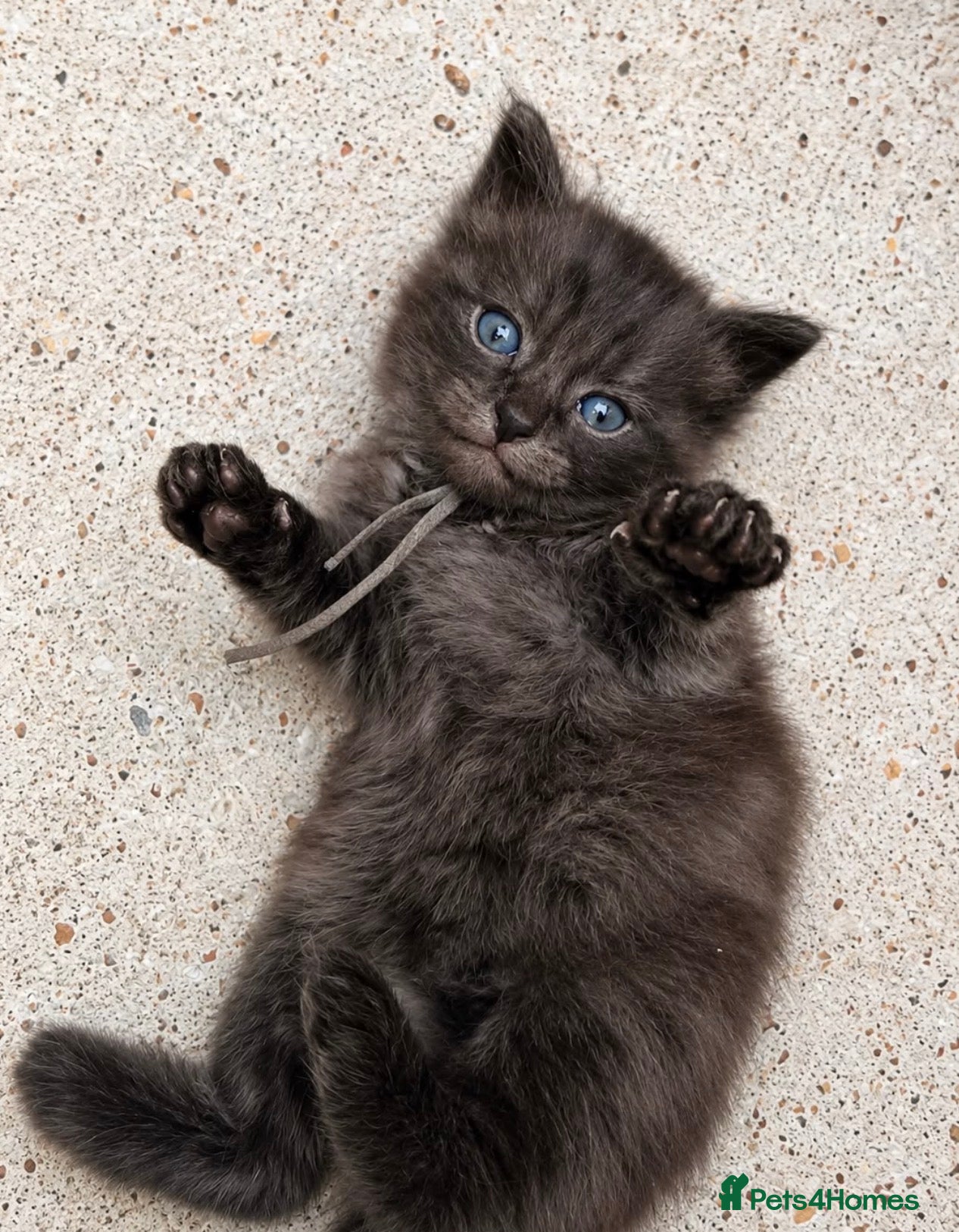 Ragcoon cats Beautiful Ragcoon kittens 🐾  - Advert 1