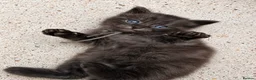 Ragcoon cats for sale: Beautiful Ragcoon kittens 🐾  - Advert 1