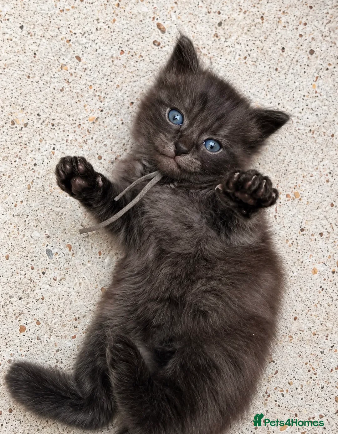 Ragcoon cats for sale: Beautiful Ragcoon kittens 🐾  - Advert 1