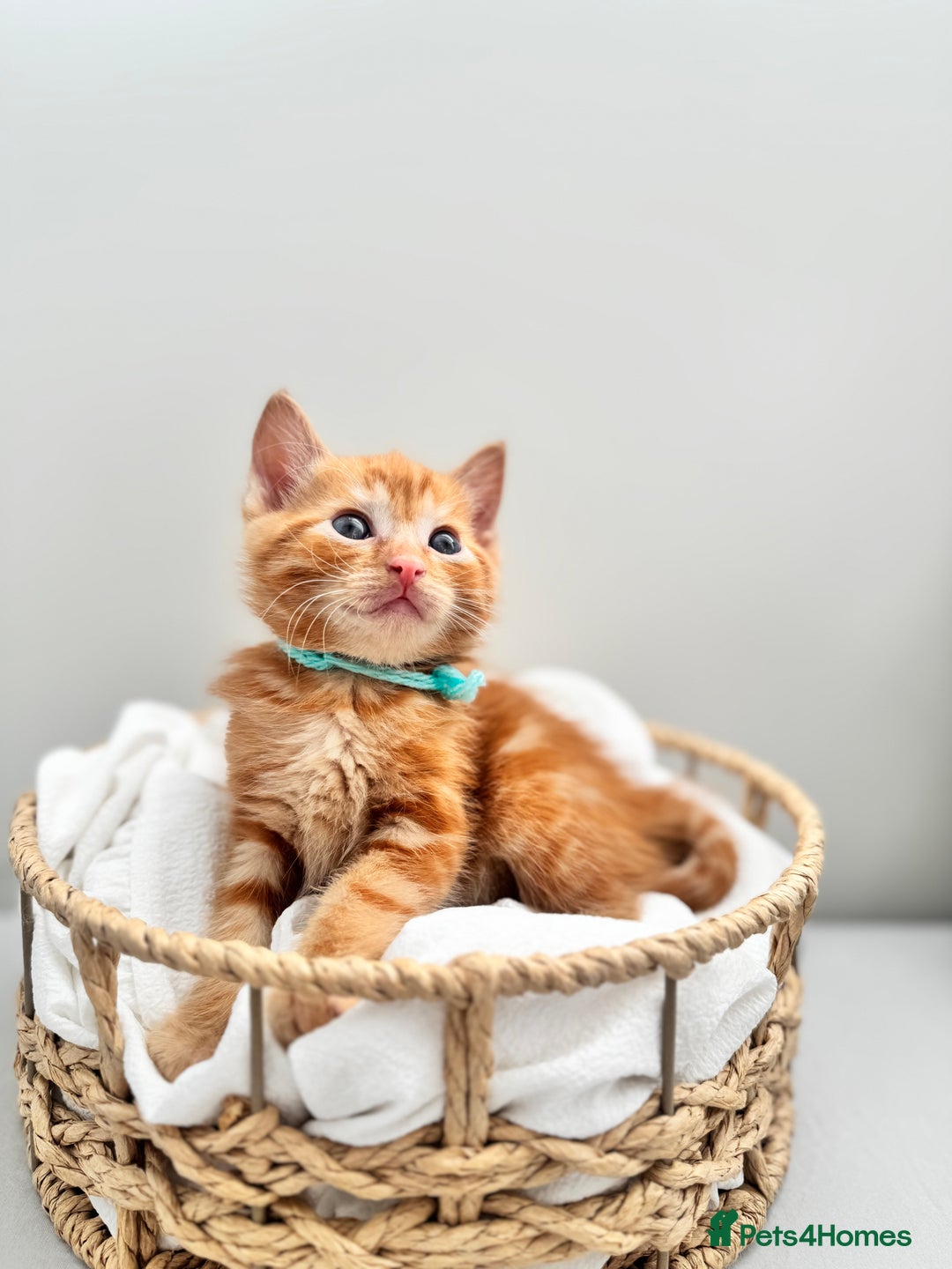 Ragdoll cats for sale: CUTE AND PLAYFUL HALF RAGDOLL KITTENS  - Image 17