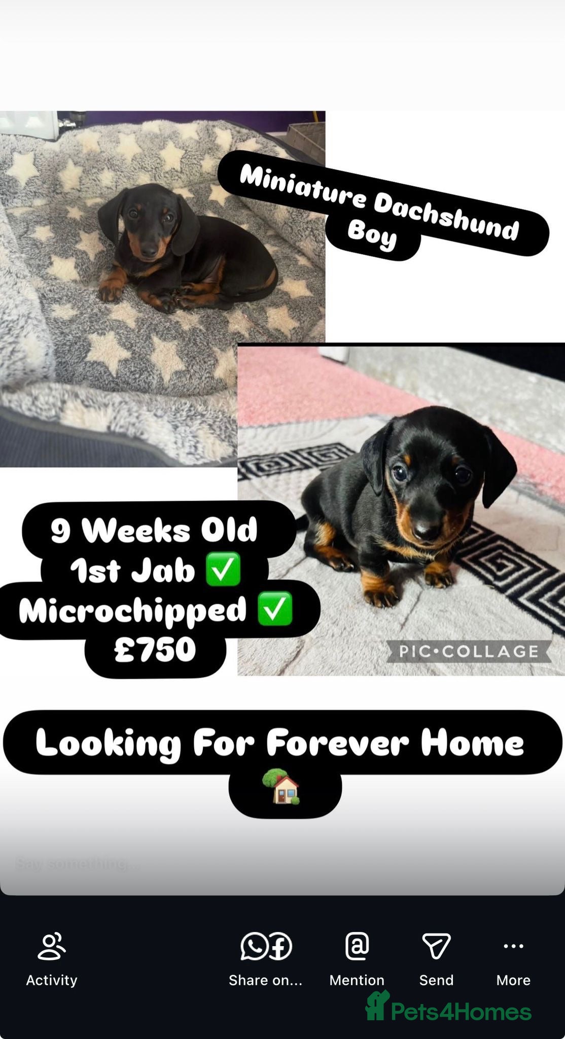 Miniature Dachshund dogs READY TO GO Male Minature Dachsund - Advert 10
