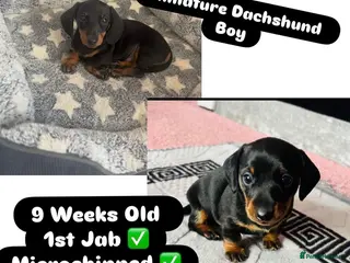 Miniature Dachshund dogs READY TO GO Male Minature Dachsund - Advert 10