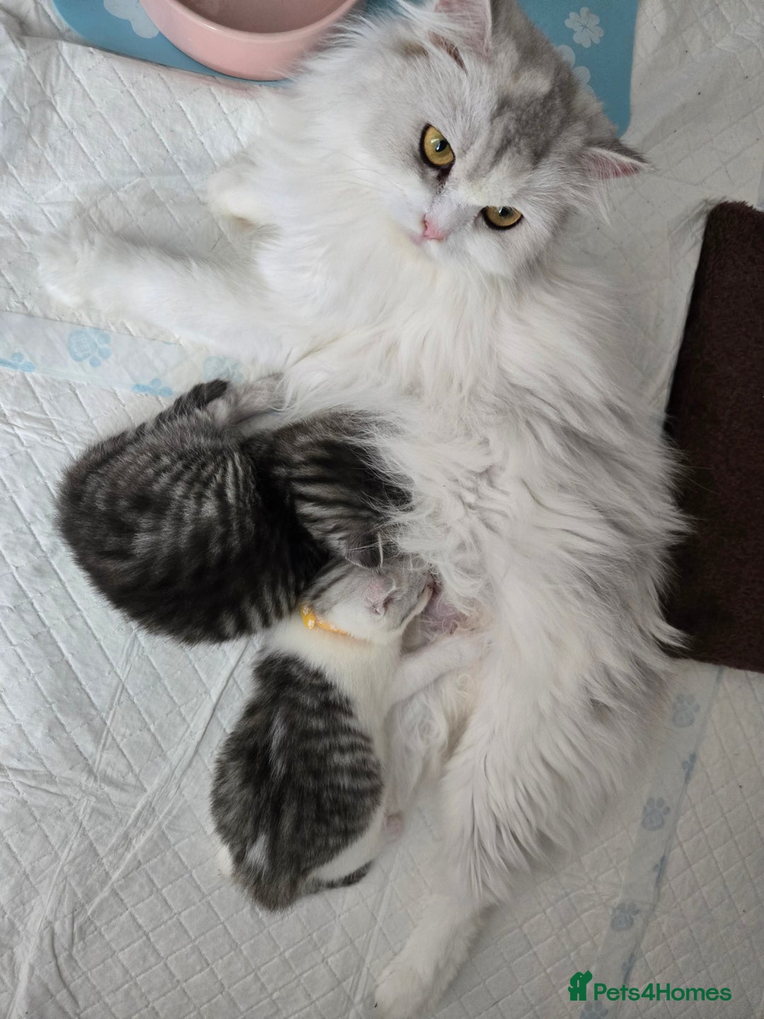 Perdoll cats for sale: Persian x ragdoll - Image 15