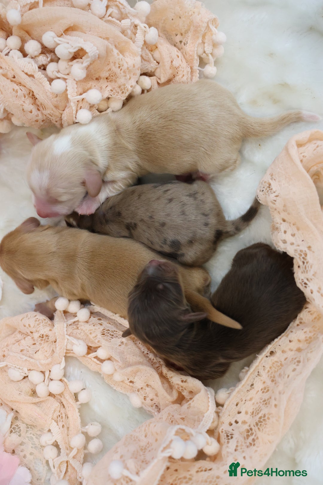 Miniature Dachshund dogs for sale: KC Longhair Miniature Dachshund Puppies - Advert 4