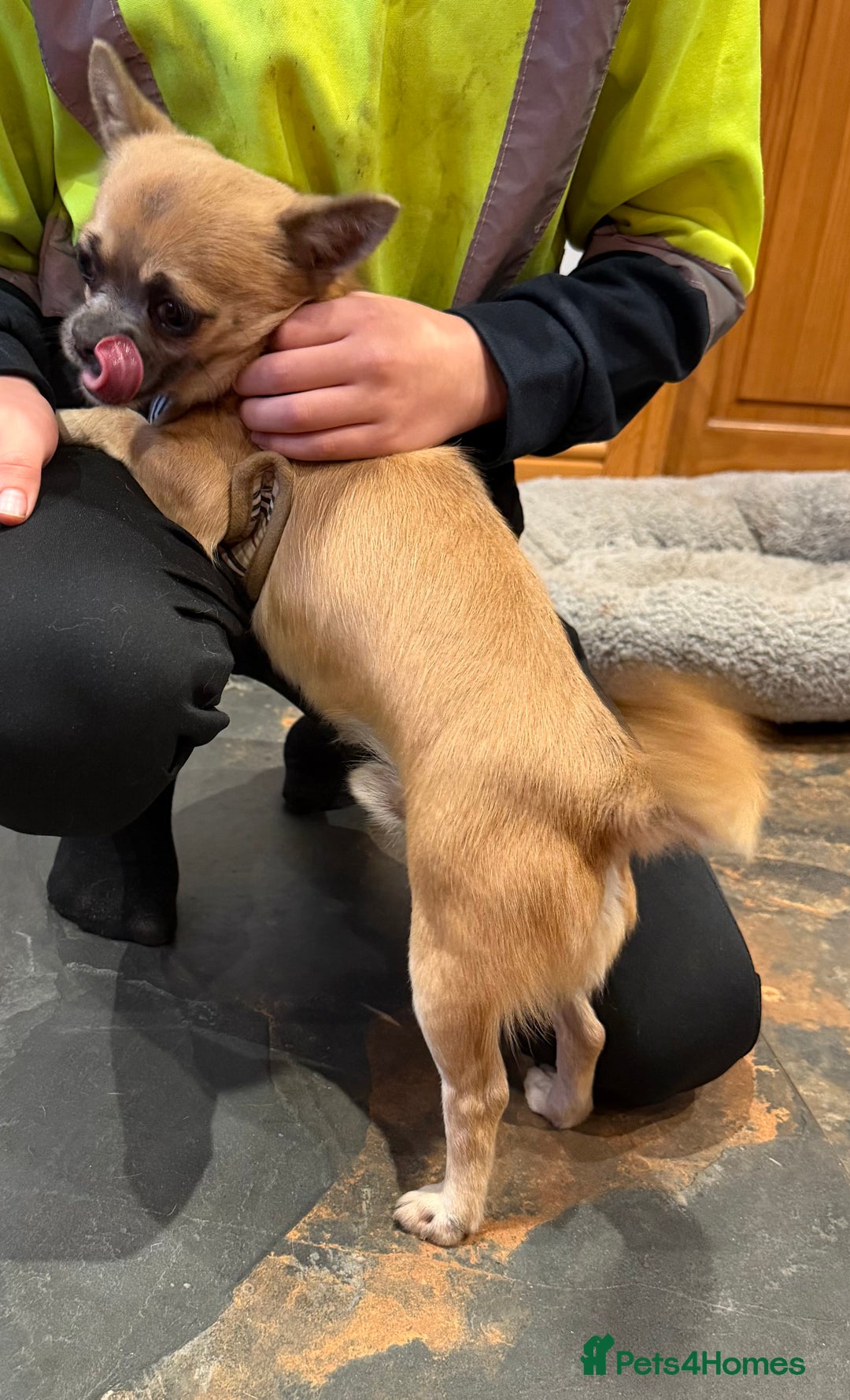 Chihuahua dogs for sale: Beautiful Male chihuahua  - Advert 3