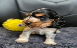 Cocker Spaniel dogs for sale: Show Cocel Spaniel- K.C. Reg. - Image 25