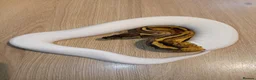 Python Snake reptiles for sale: Ball pythons - Advert 2